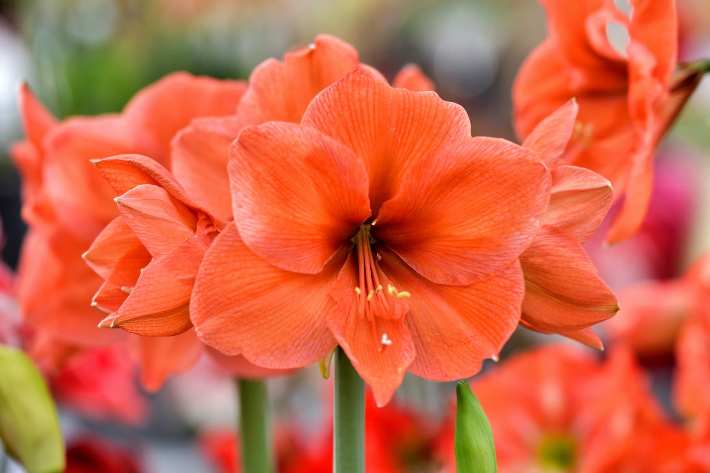 stunning red amaryllis in garden