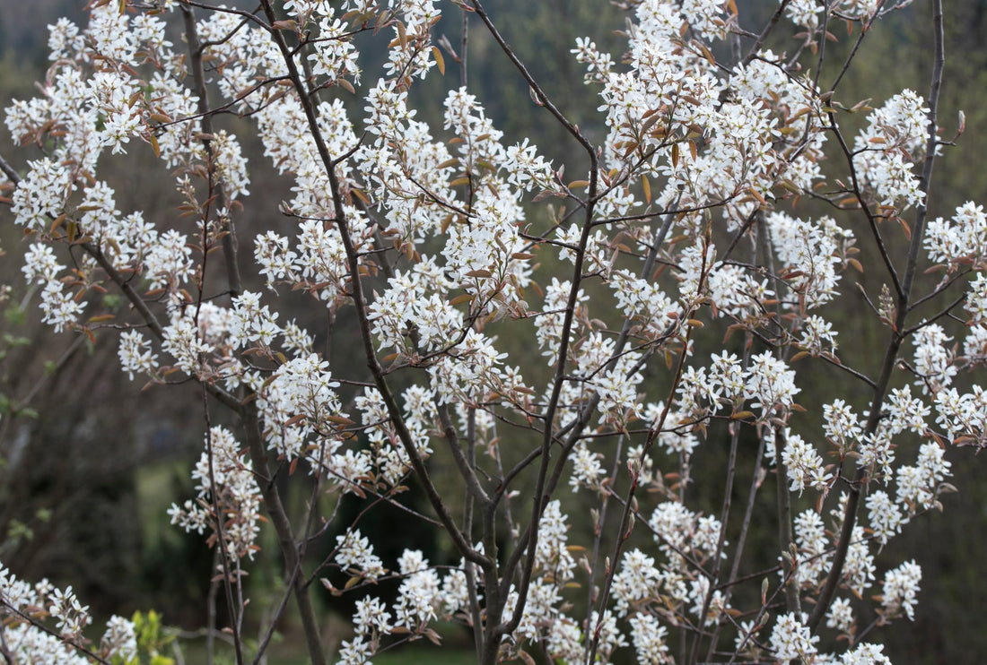 white flowering Amelanchier lamarckii tree growing outdoors