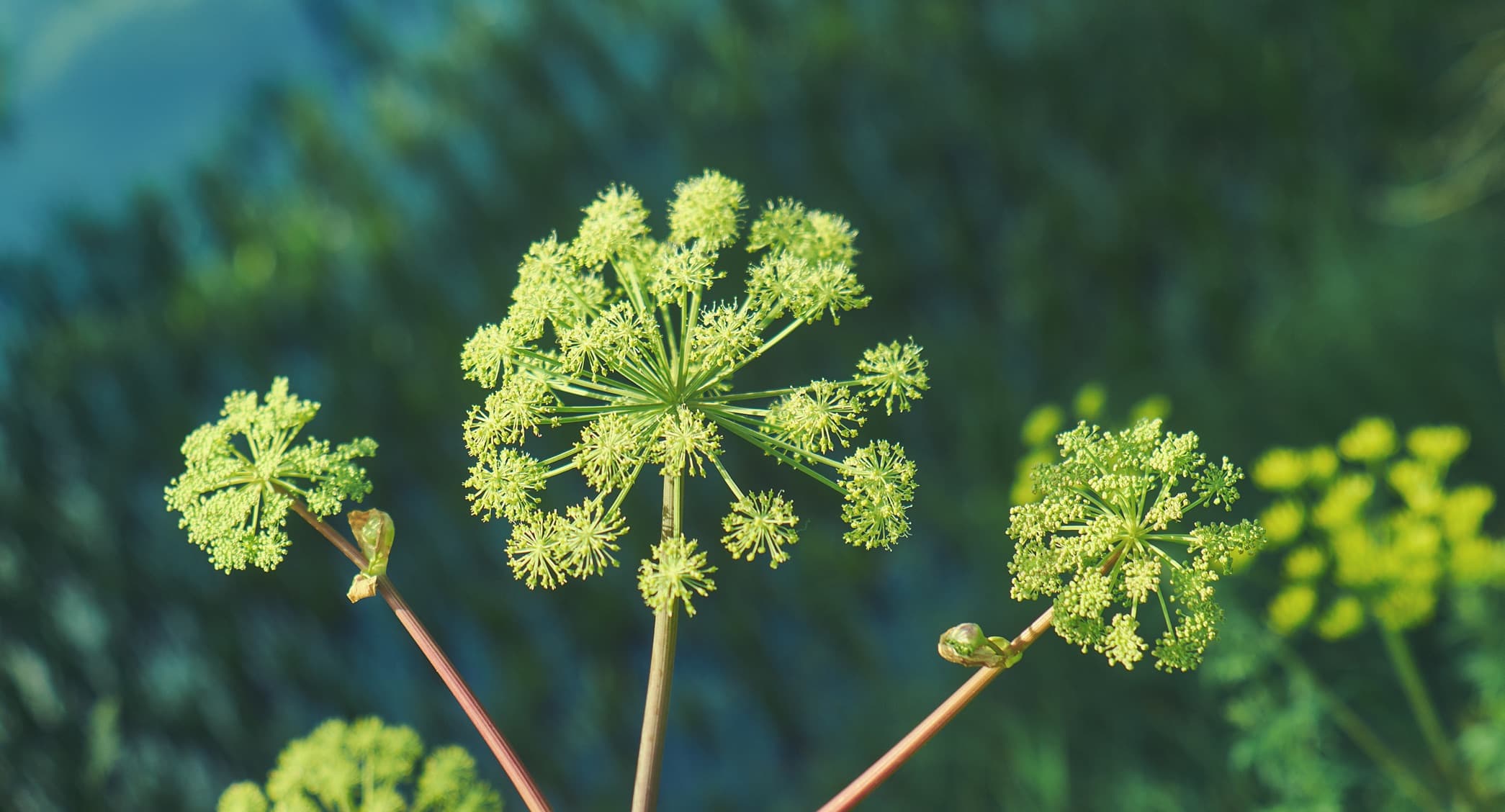 umbels of Angelica archangelica in bloom