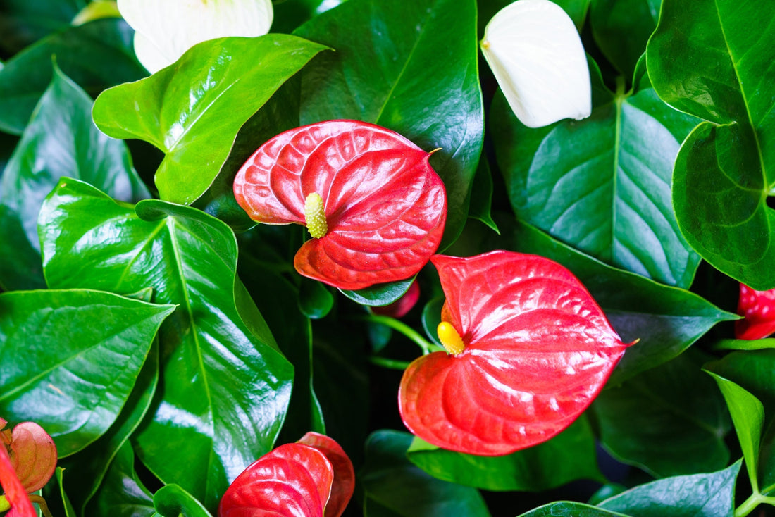 anthurium plant with red and green waxy round leaves and white flowers growing outside
