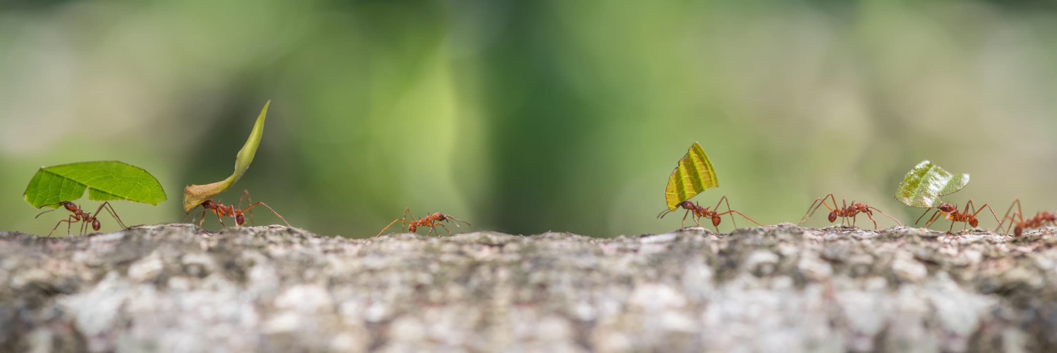 ants marching to their nest carrying leaves