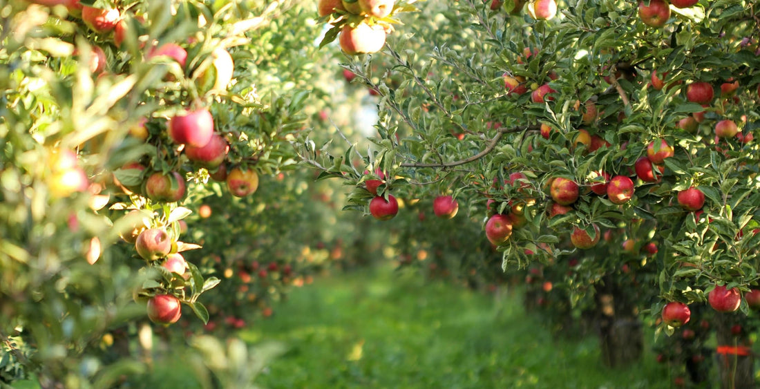 an apple tree with fruits in an orchard