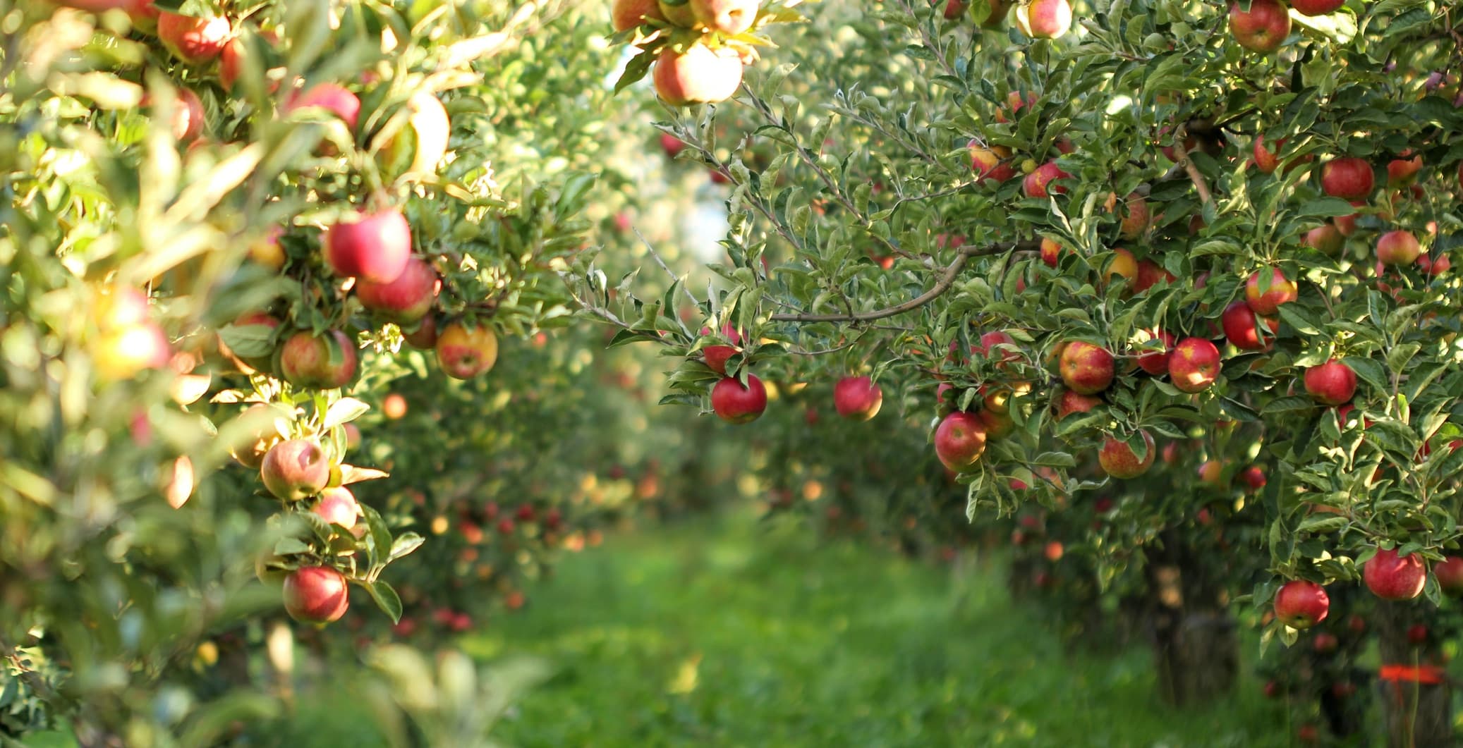 an apple tree with fruits in an orchard