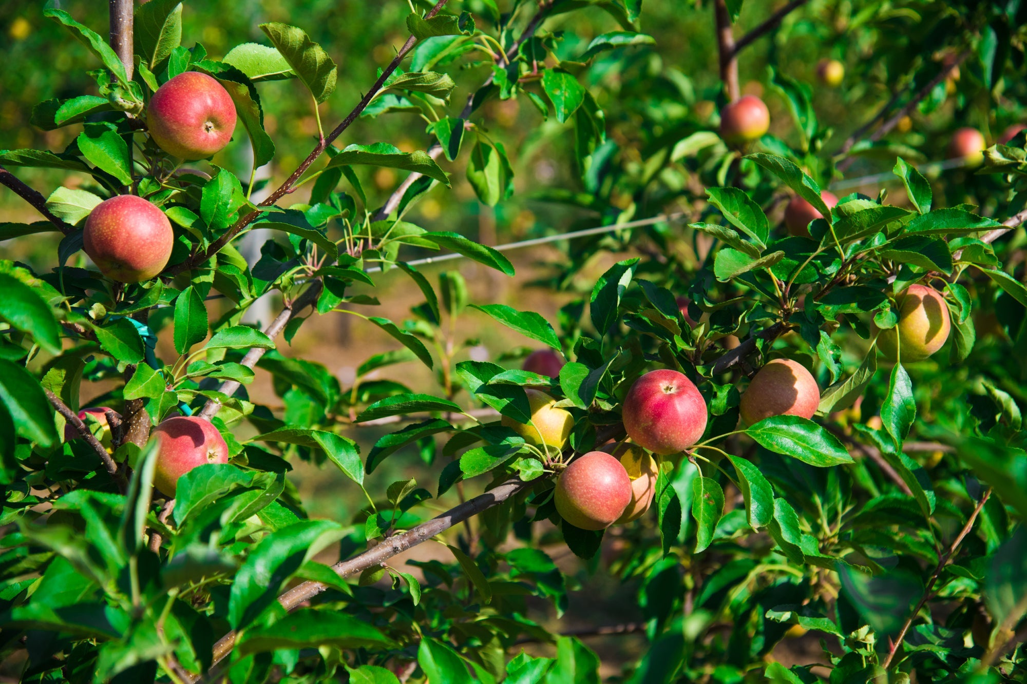 green leaves and red rounded fruits growing from an apple tree outside