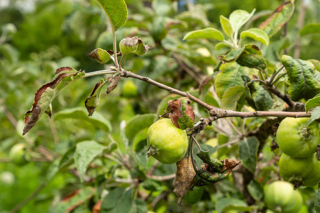 apple tree bearing green fruits with green leaves growing from woody branches that are sstarting to turn brown and curl