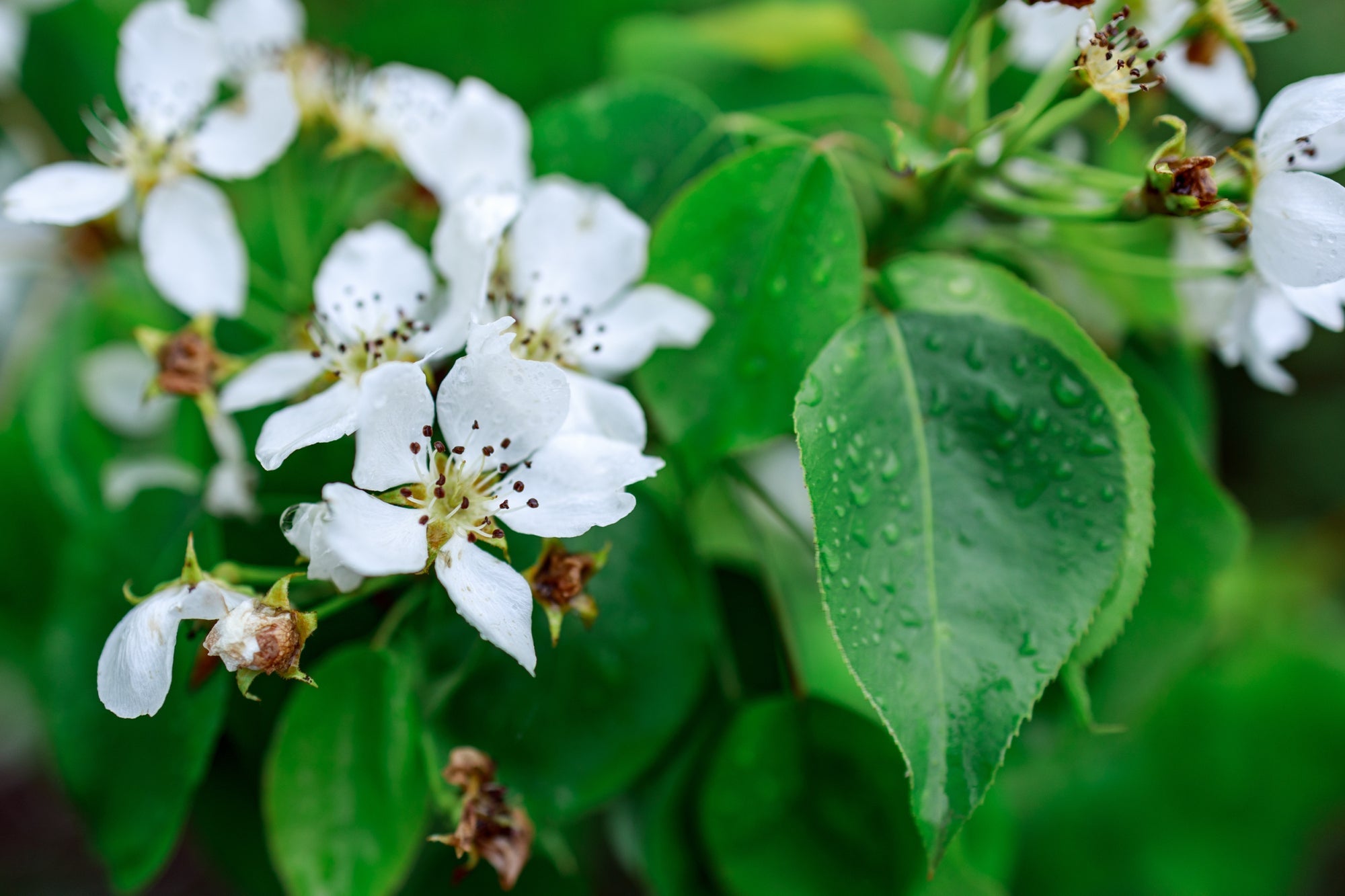 white flower blossom from an apple tree with green leaves