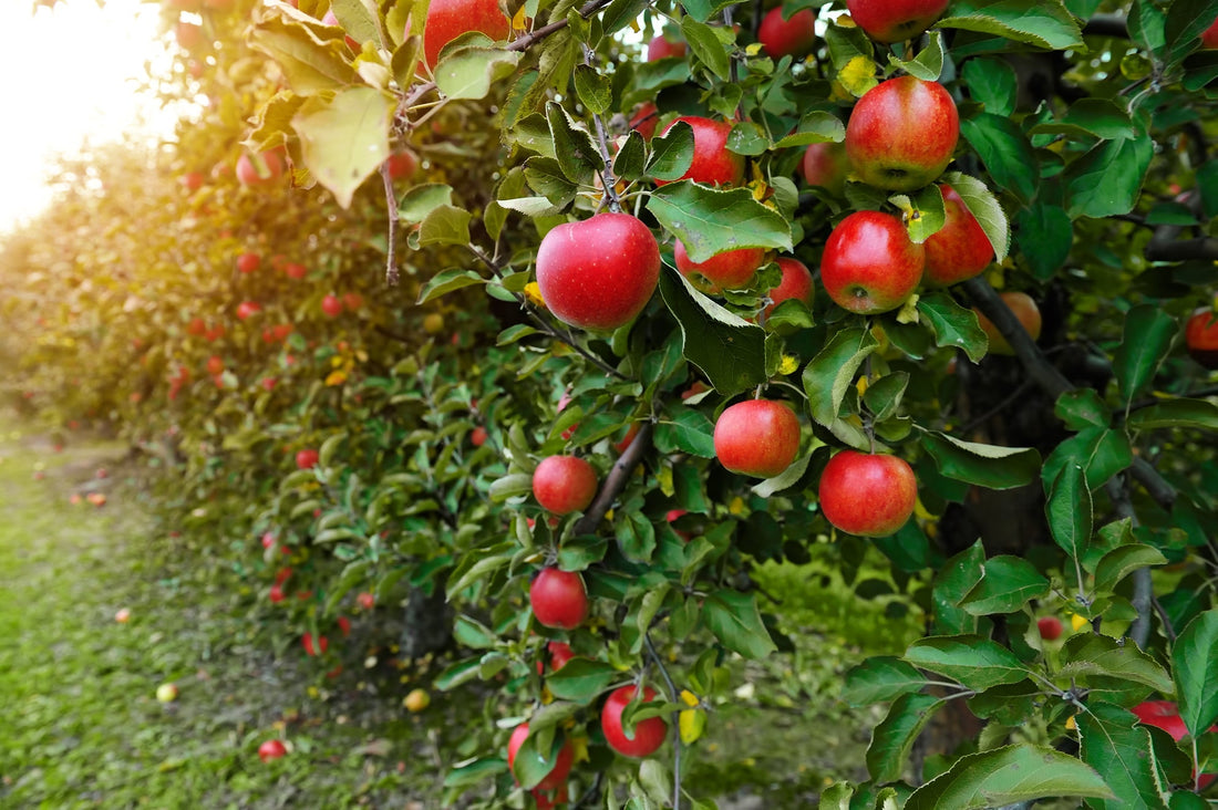 apple tree bearing red fruits growing as a hedge outside on a sunny day