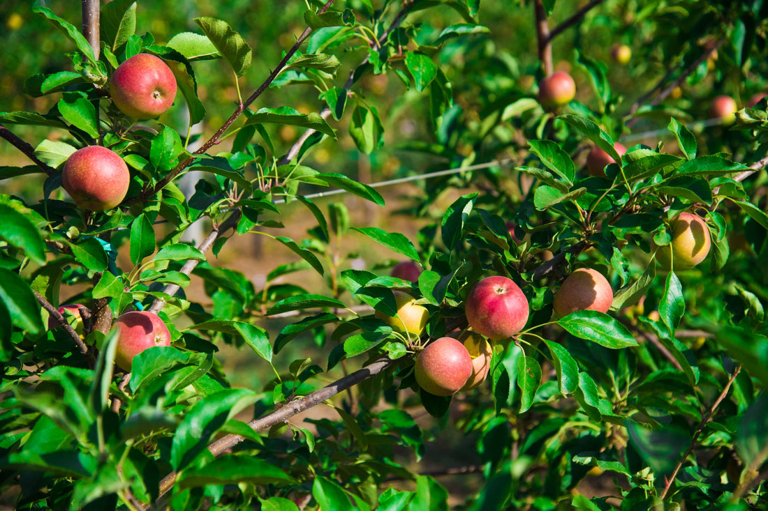 apple tree bearing red fruits and green leaves growing outside