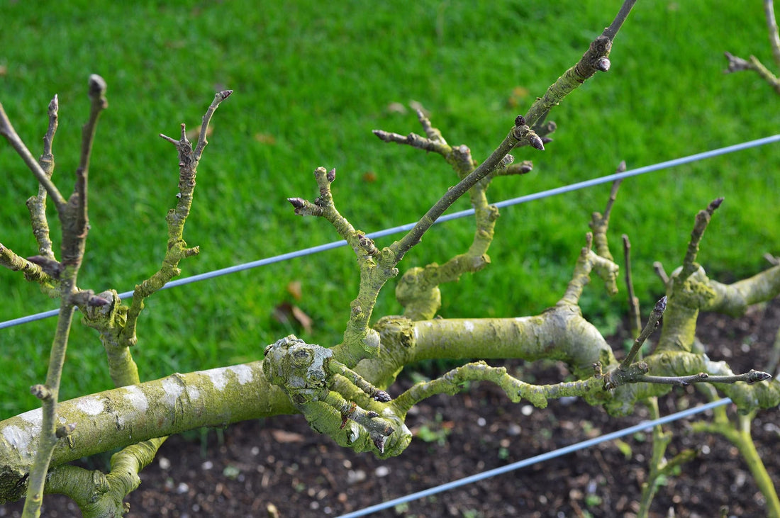apple tree branch bearing some stems being supported by wires