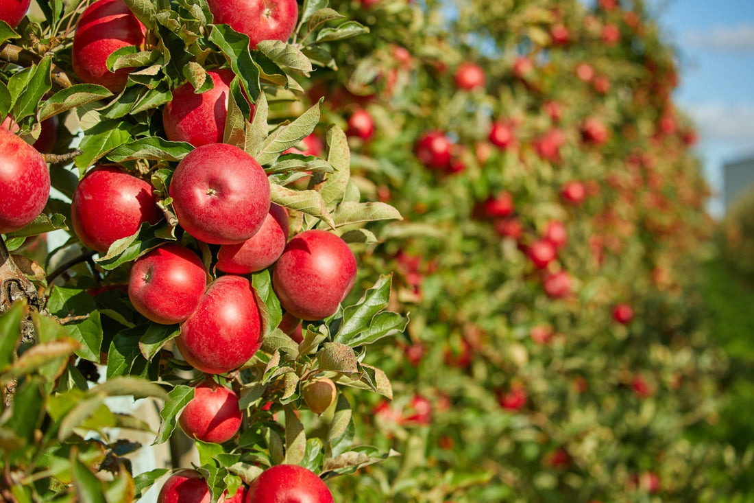Apple Trees Are Usually Amenable To Transplanting - But Follow These Steps