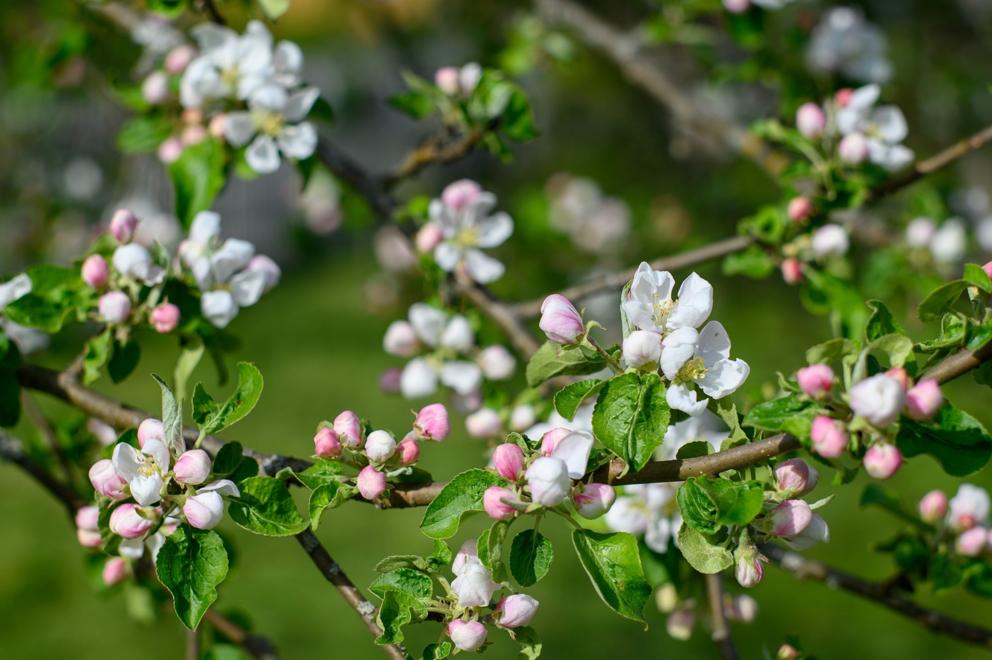 white flower blossom emerging from pink buds on the woody branches of an apple tree growing outside