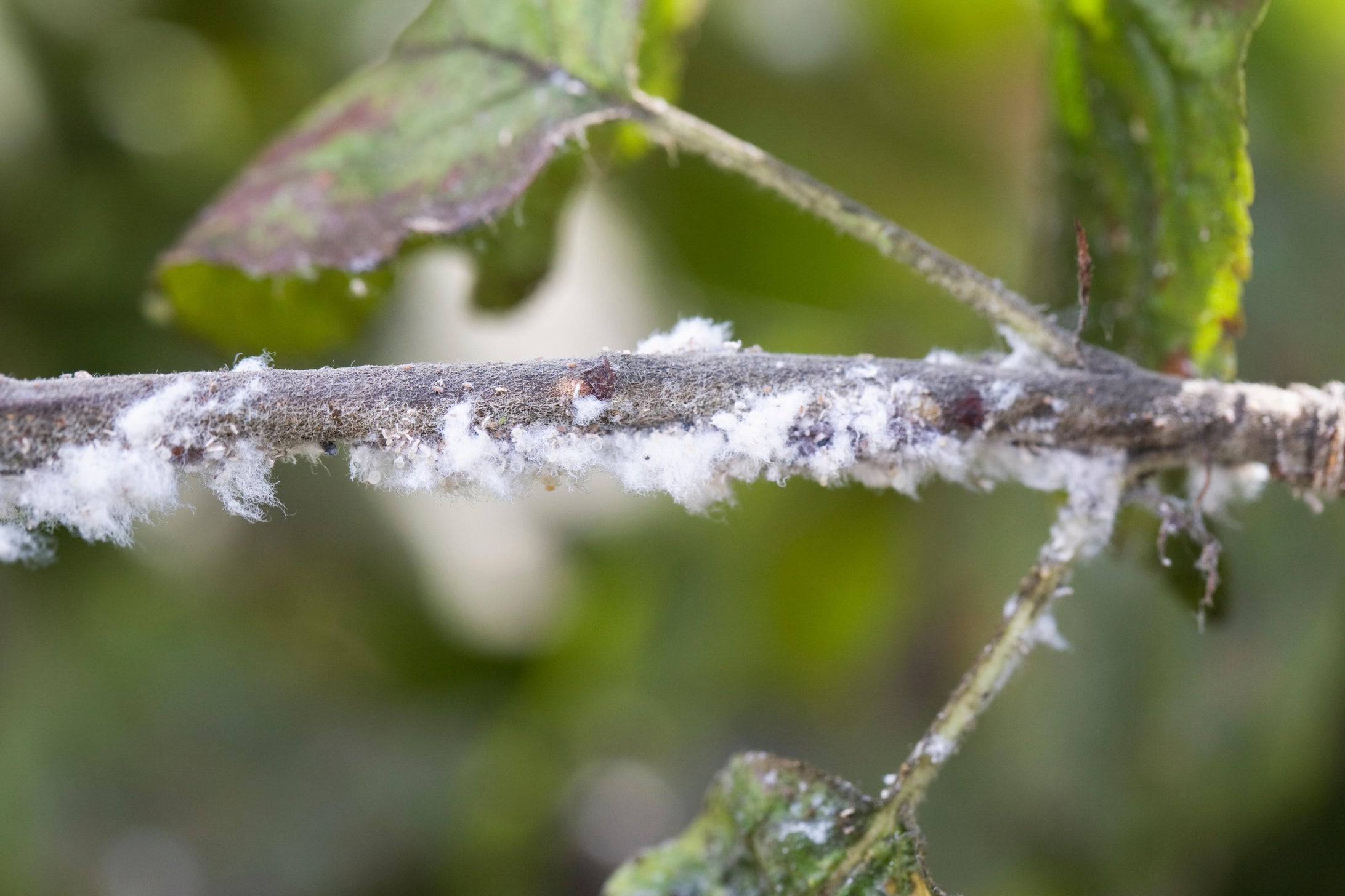white fluff growing along the branch of an apple tree with green leaves that are starting to turn brown