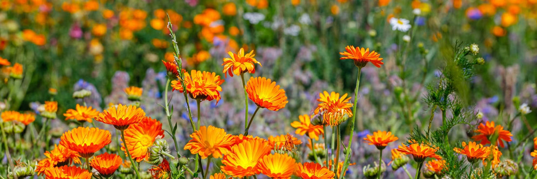 beautiful bright orange calendula flowers growing in a garden space