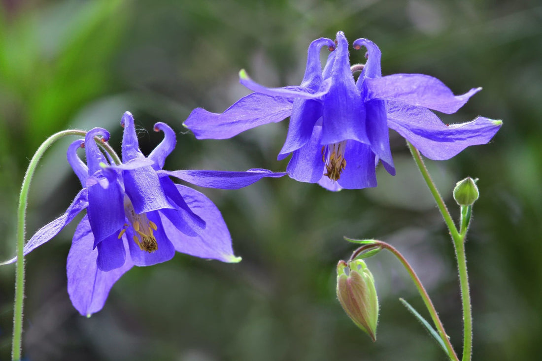 Aquilegia alpina flower blossoms