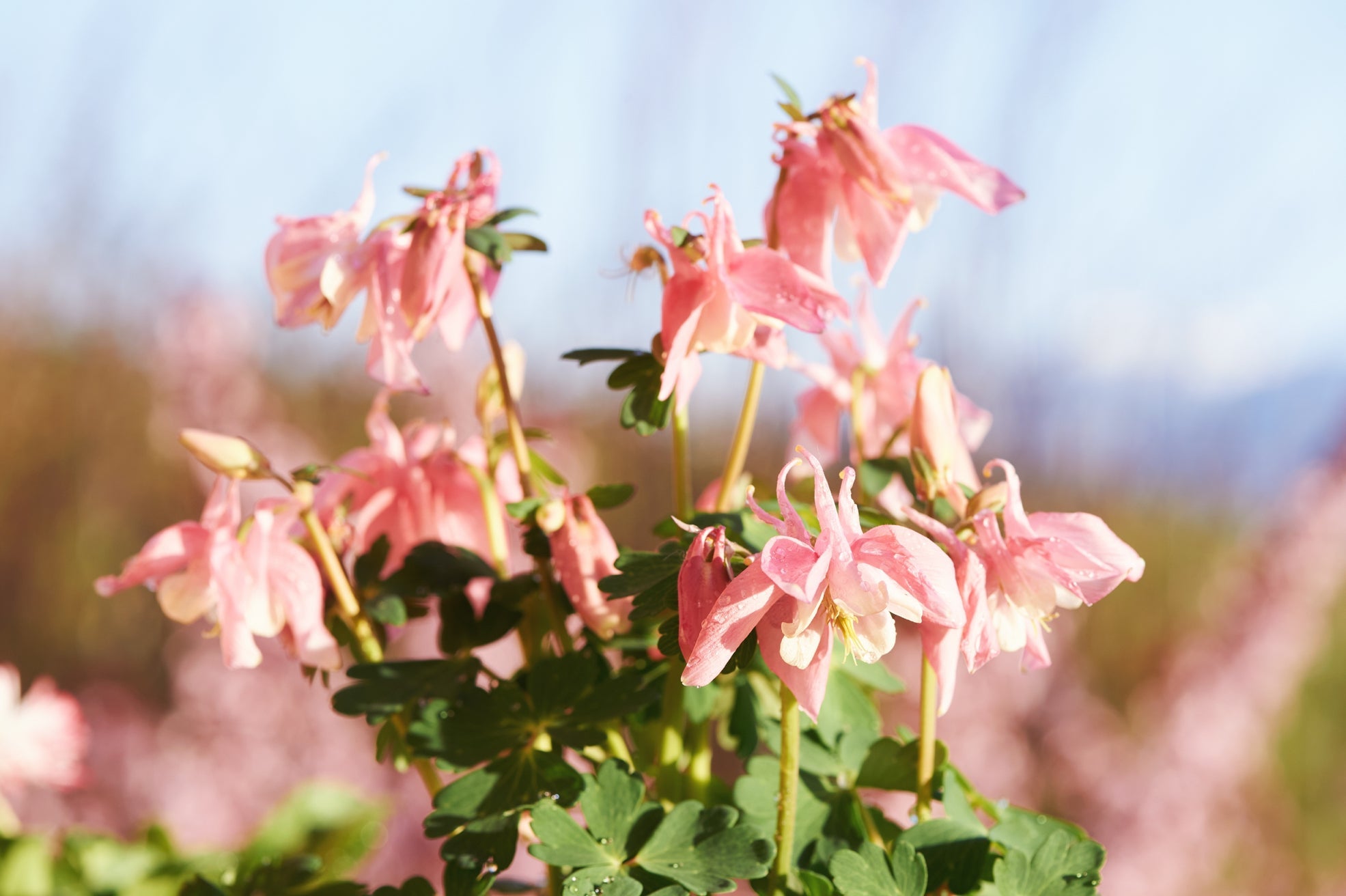 pink flowering aquilegia growing outside in a field