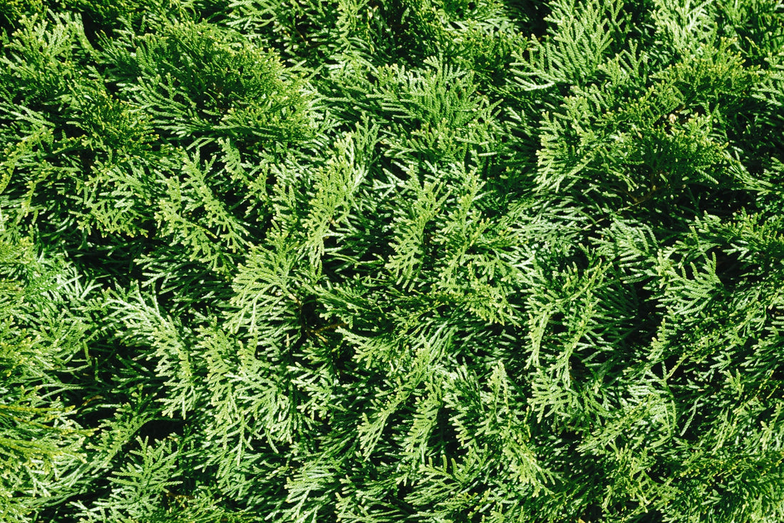 close-up of the coniferous leaves from a arborvitae tree