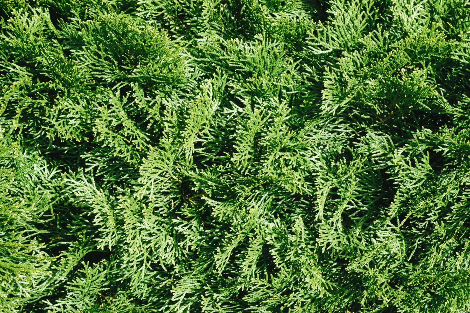 close-up of the coniferous leaves from a arborvitae tree