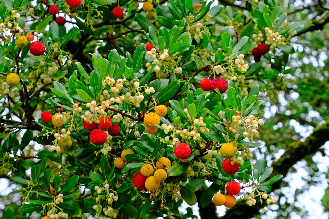 Expert Gardeners Teach How To Grow Arbutus Unedo AKA ‘Strawberry Tree’