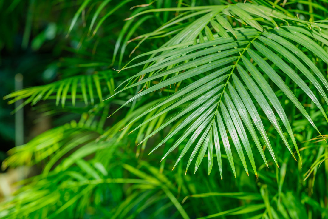 areca palm with long thin palm leaves growing inside