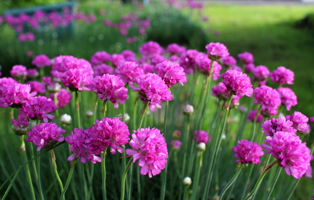 Armeria maritima with globular pink flower clusters atop tall upright stems