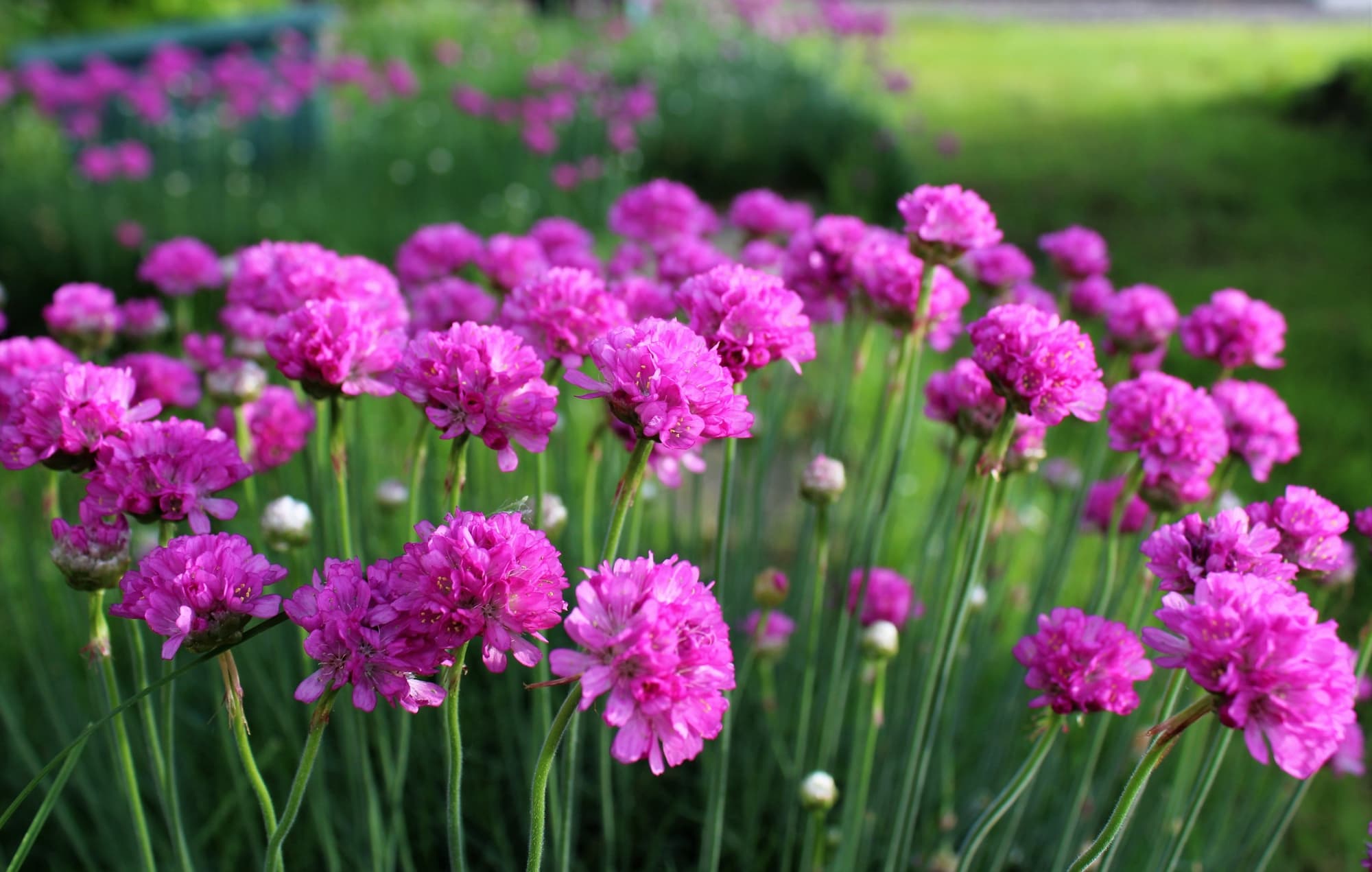 Armeria maritima with globular pink flower clusters atop tall upright stems