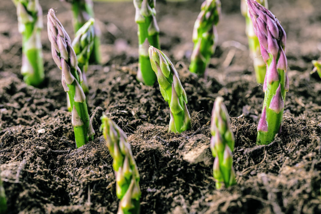 organic asparagus growing out of soil