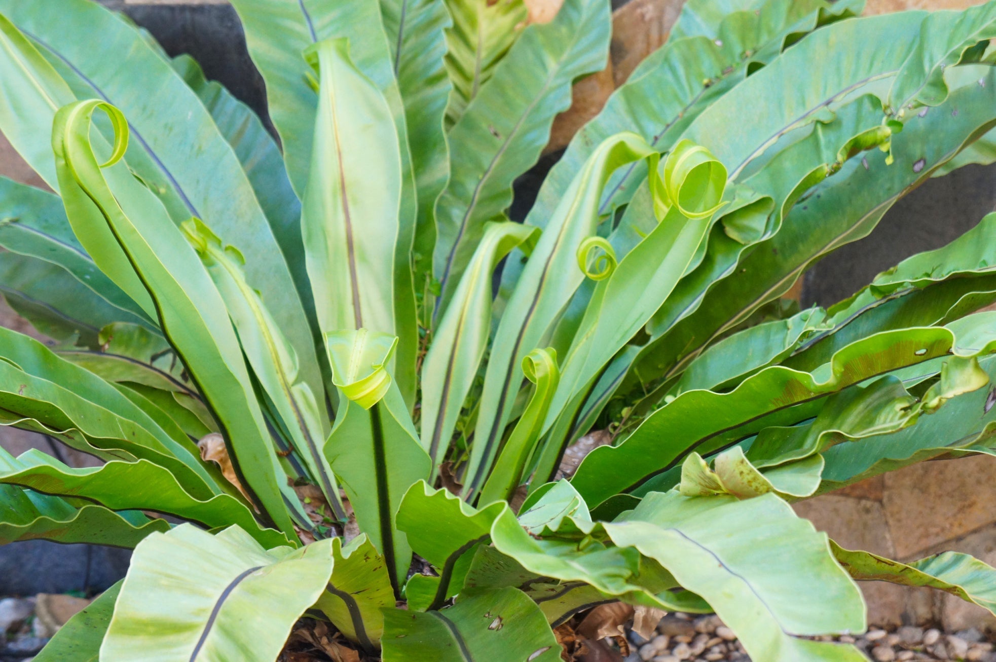 bird's nest fern plant with long thin green leaves growing outdoors in front of a wall