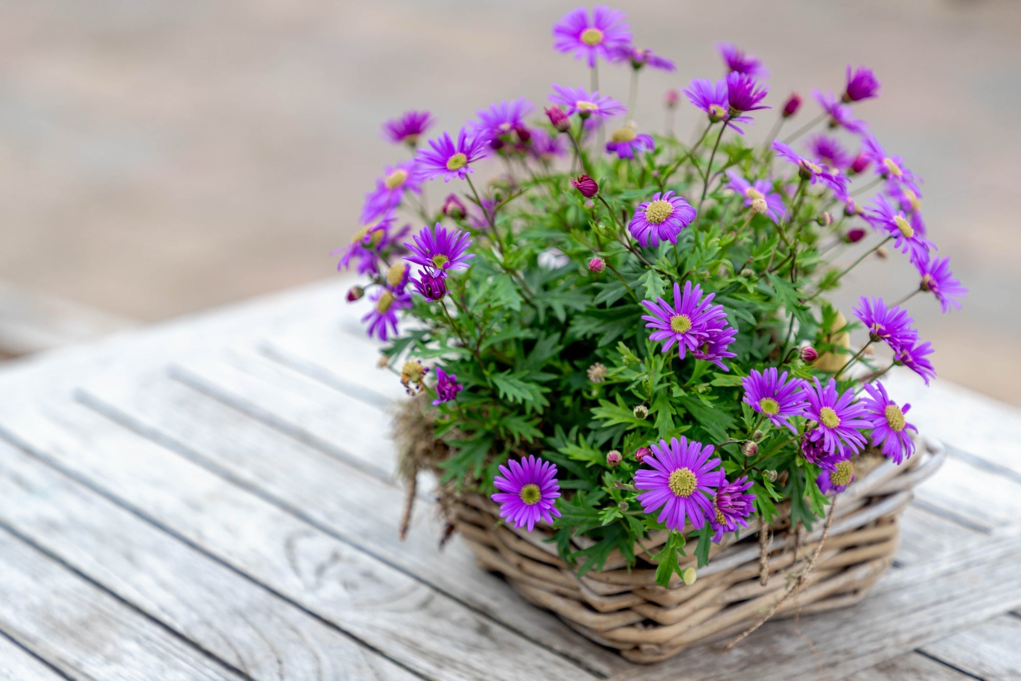 purple potted aster plant growing on a wooden table outside