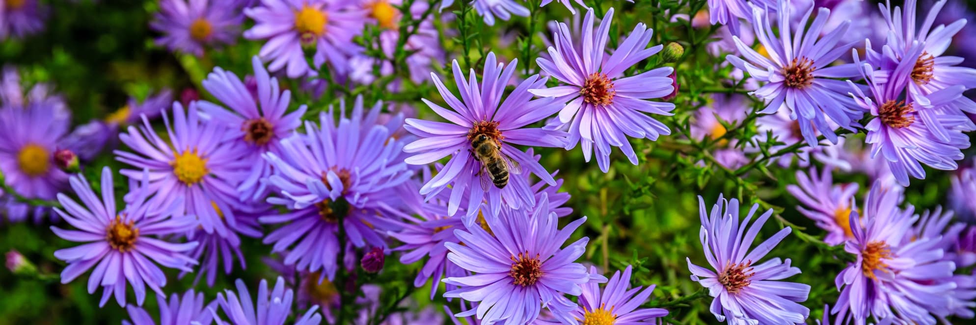 purple and yellow asters flowers with pollinators