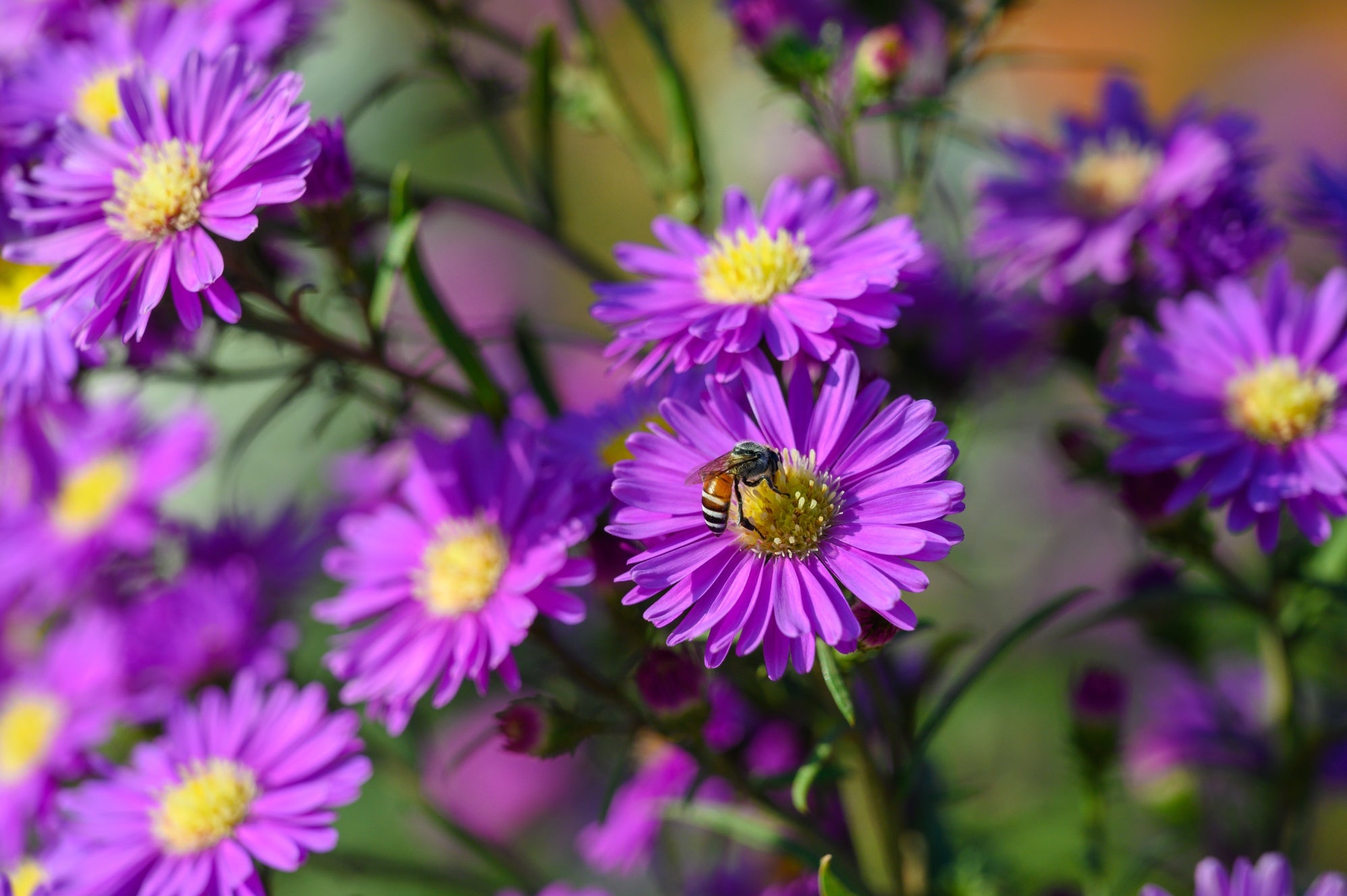 purple flowering asters with a bee resting on the yellow centre