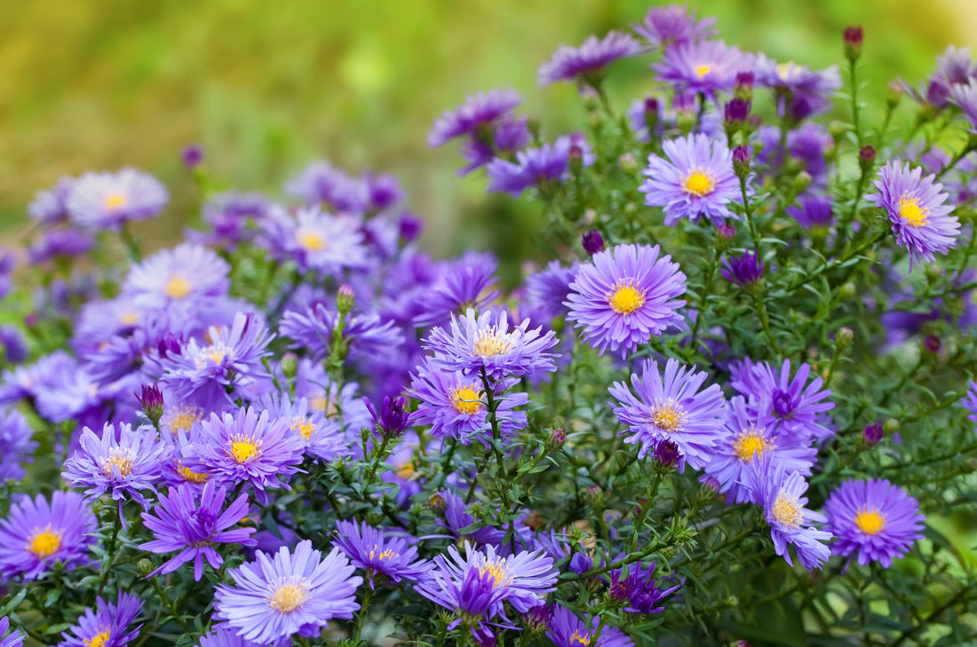 purple flowering aster shrub growing outside