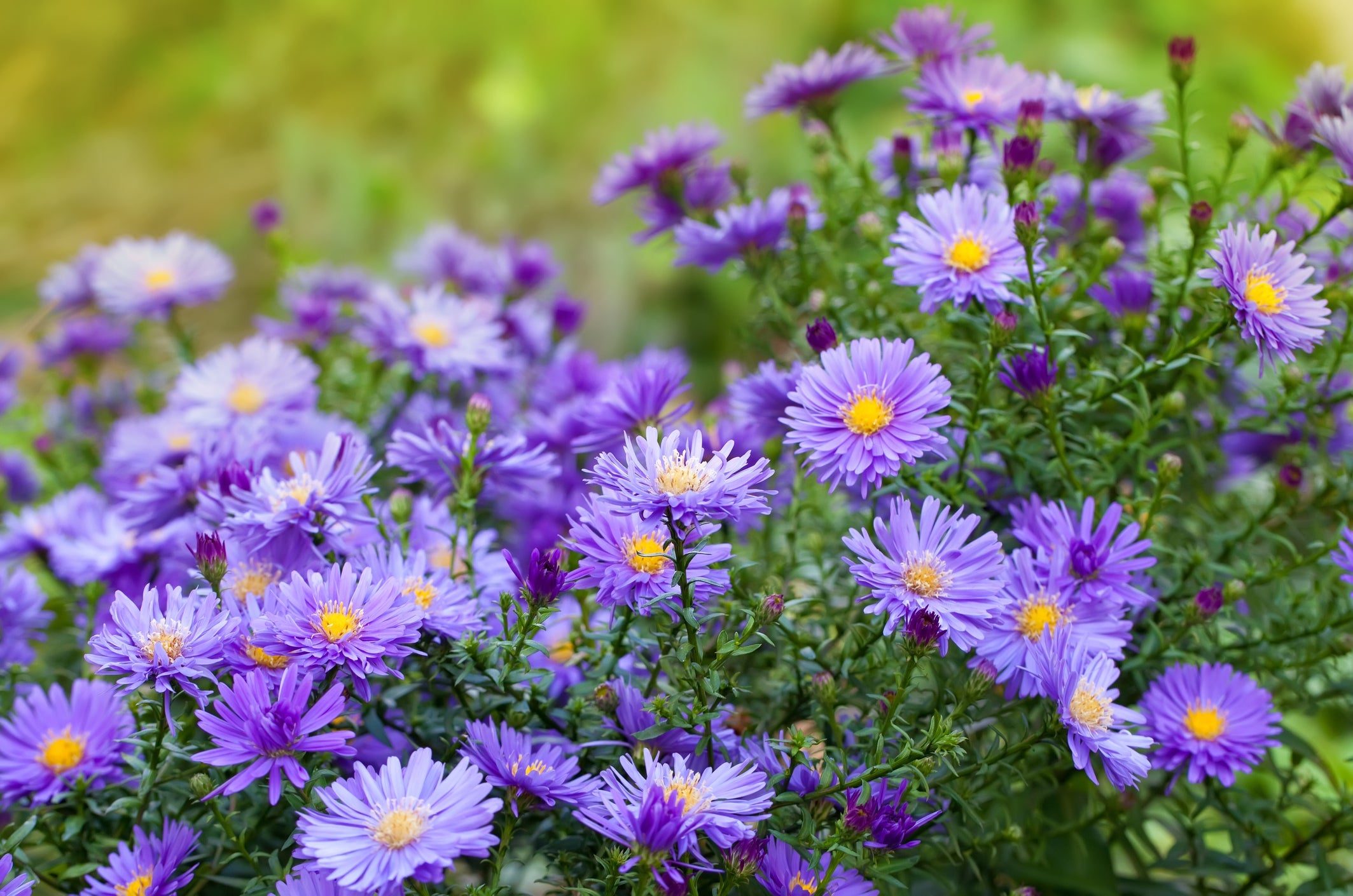purple flowering aster shrub growing outside