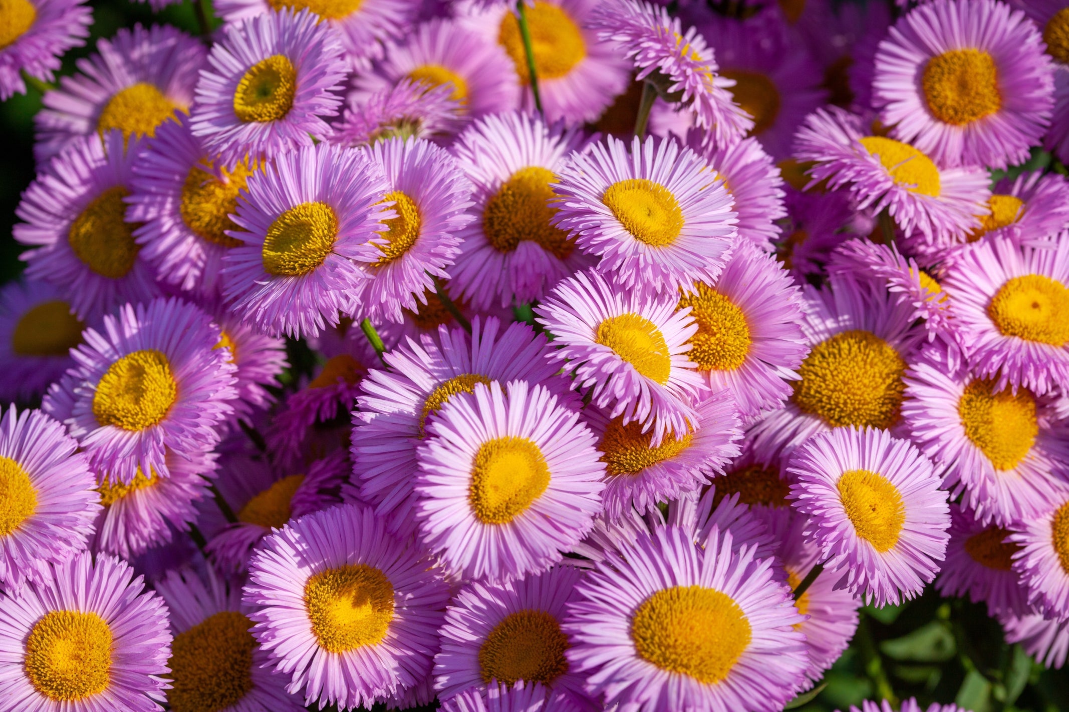 purple flowering asters with yellow centres growing in a cluster outdoors