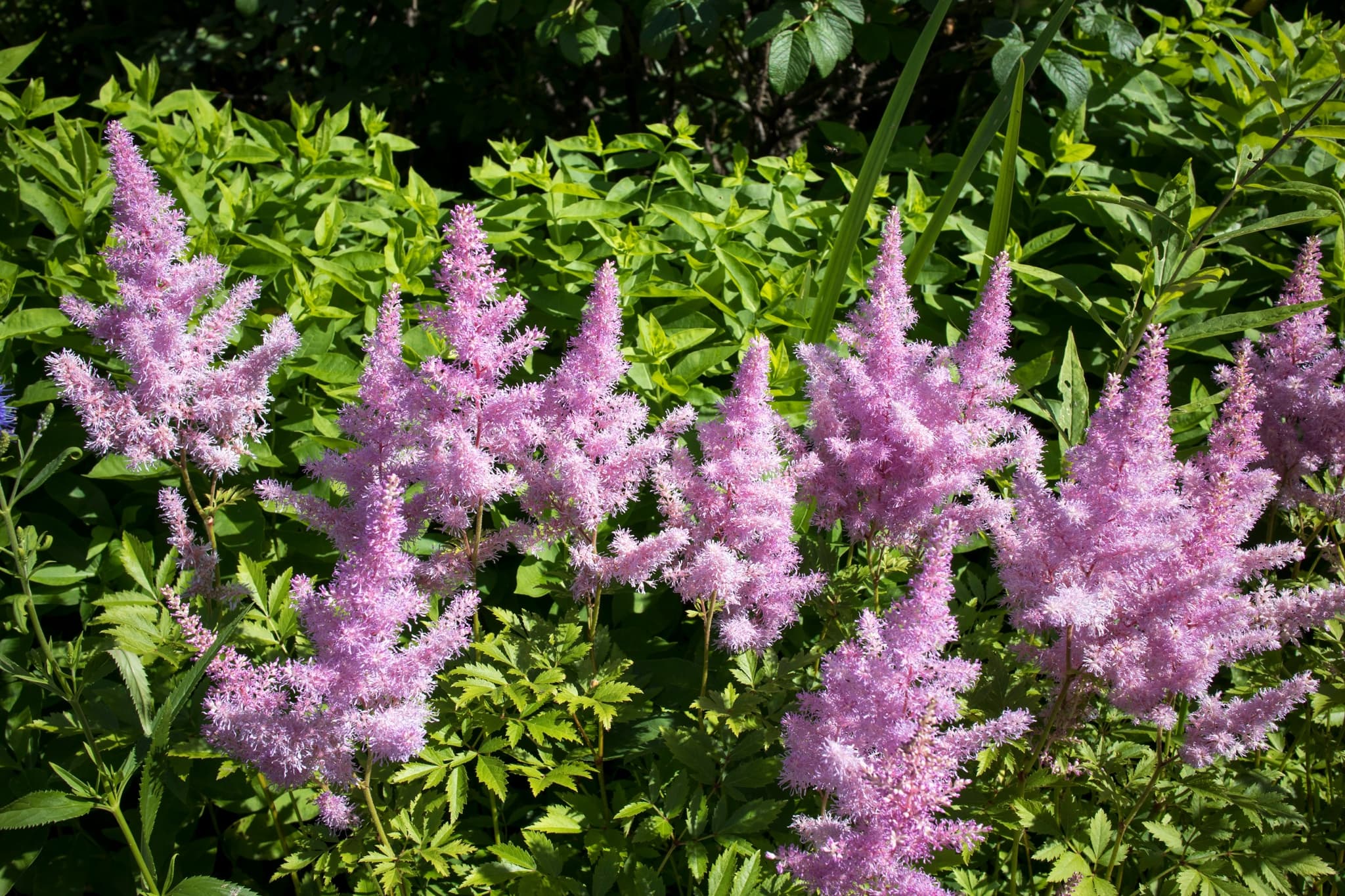 Divide Mature Astilbe Plants To Prevent Them Becoming Susceptible To Powdery Mildew