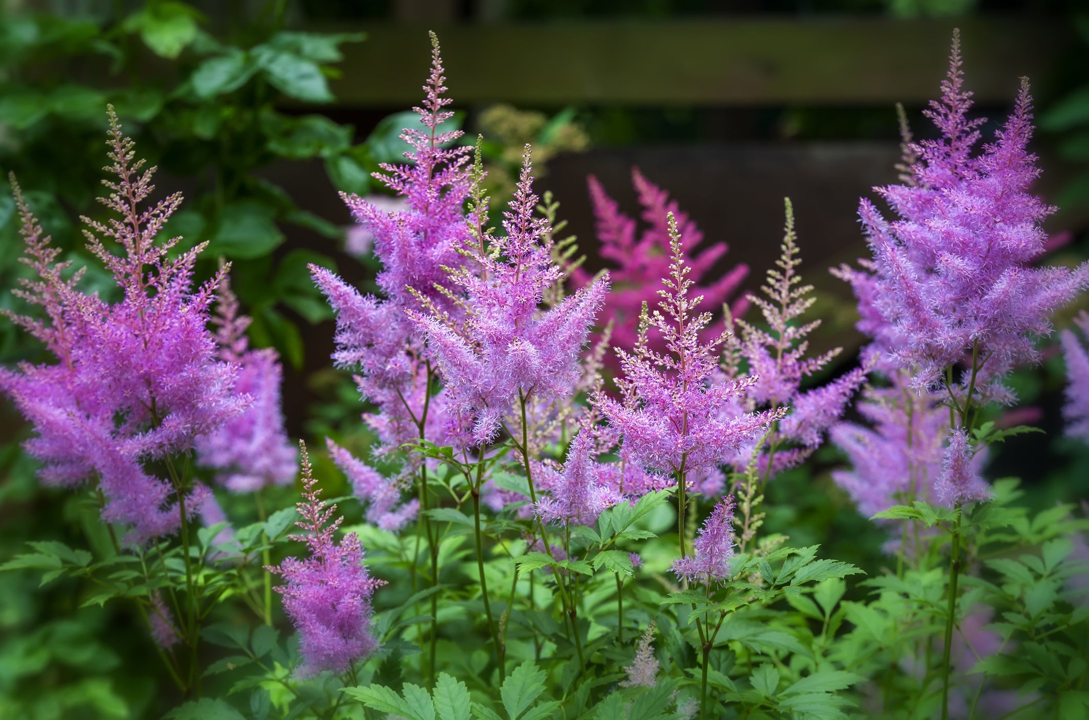 purply-pink flowering astilbe plants growing outside in front of a fence