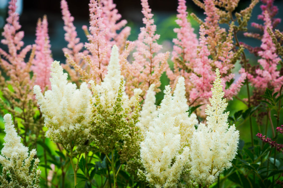 white and pink flowering astilbe growing outside in a field
