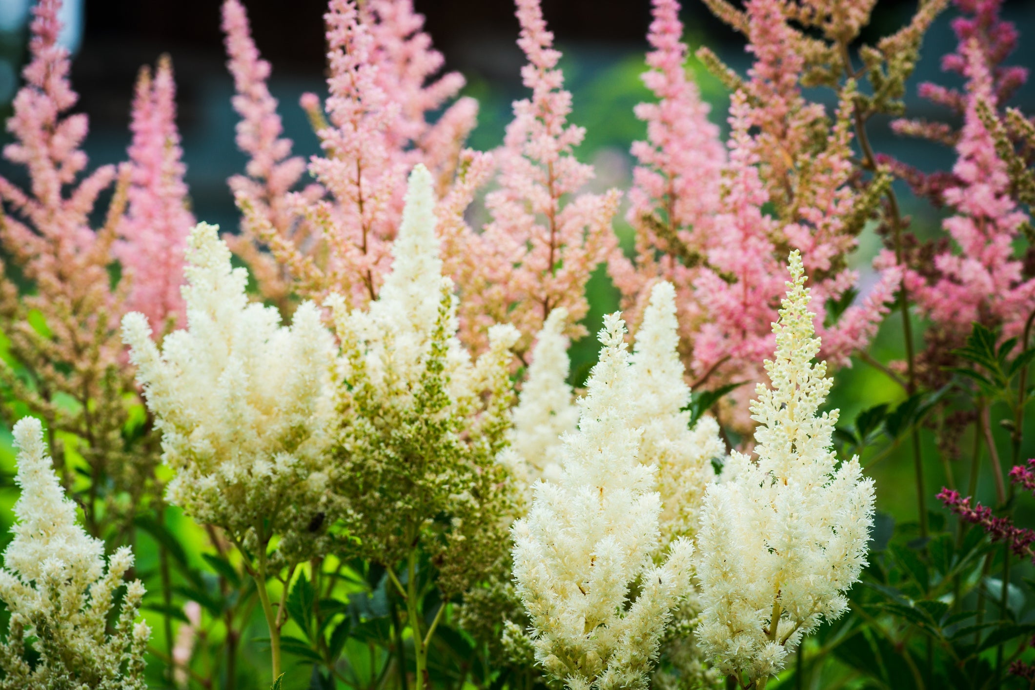 white and pink flowering astilbe growing outside in a field