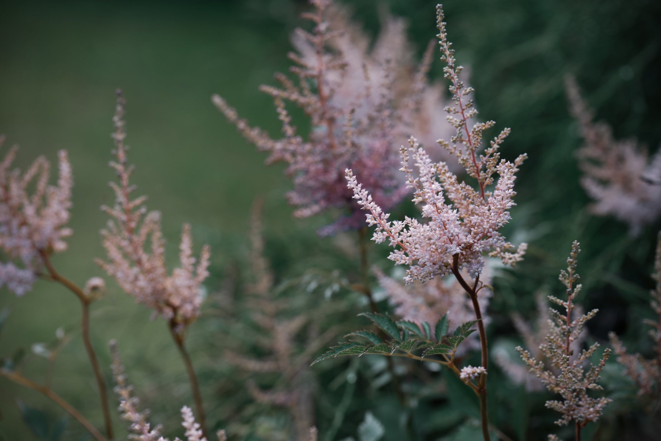 pink flowering astilbe growing outside