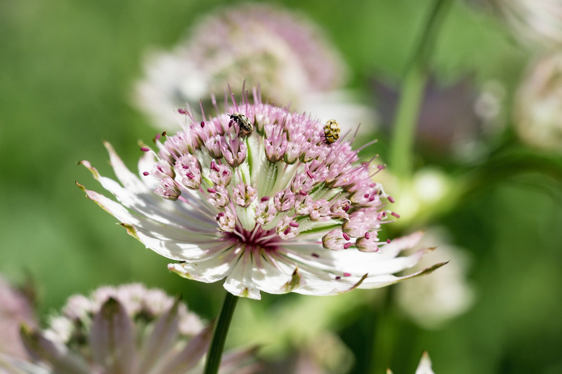 Astrantia Typically Self-Seed, But You Can Sow Them Yourself In A Desired Area