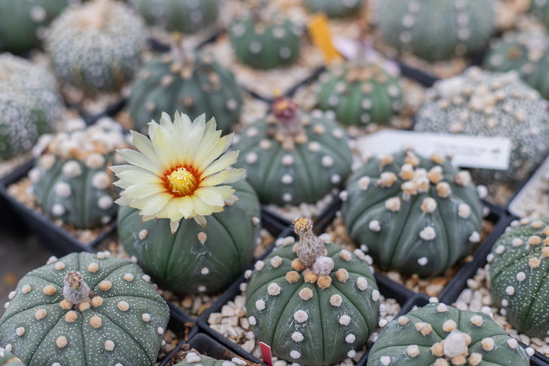 rounded astrophytum plants growing in small pots with a single daisy-like yellow flower growing from one