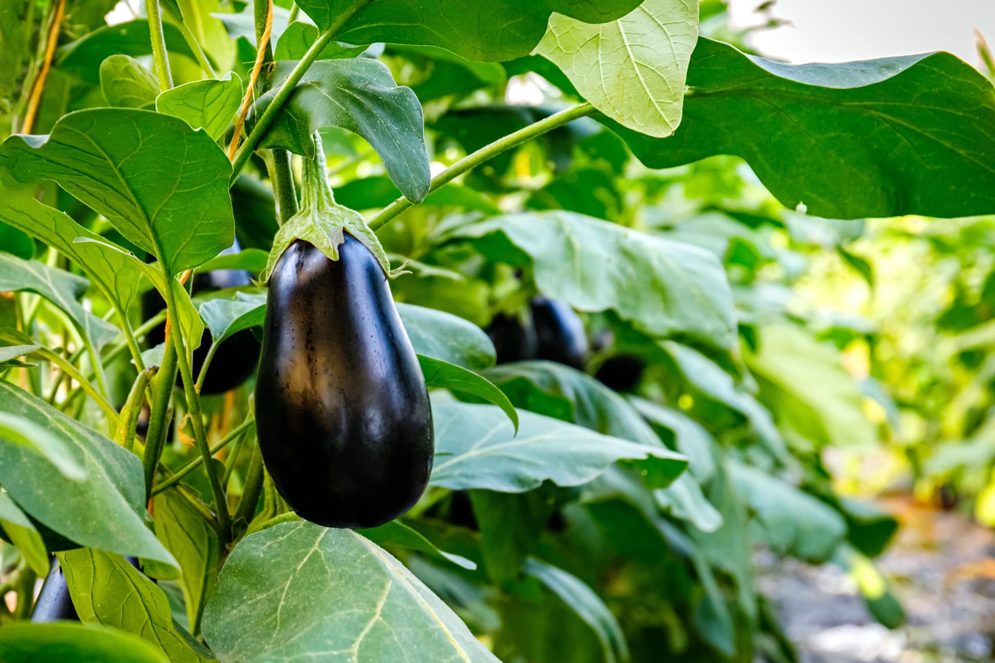 aubergine growing in a greenhouse