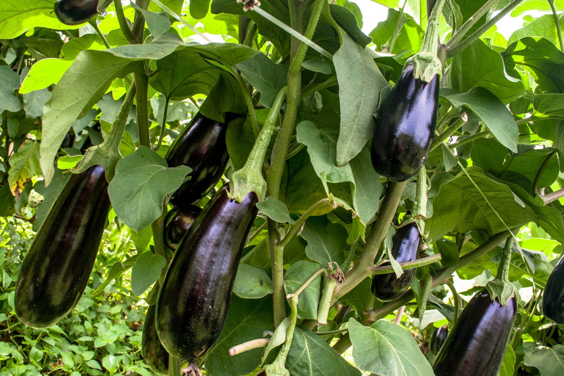 black aubergines growing from its plant with large green leaves growing outside