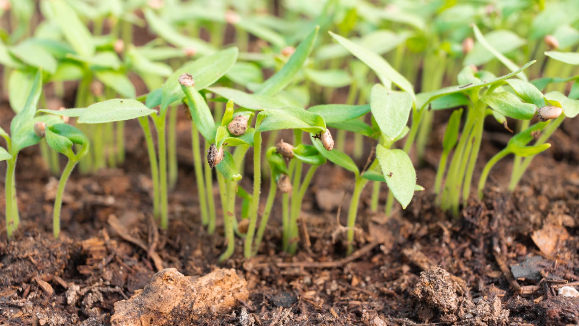 aubergine seedlings emerging from the ground outdoors with thin stems and a couple of true leaves