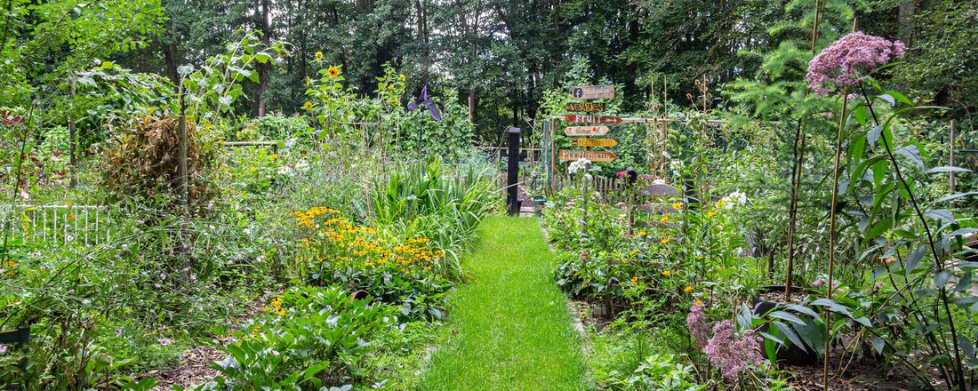 a vegetable garden in the august summer sun