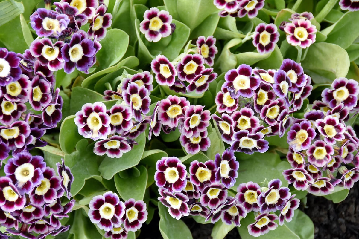 how-to-grow-auriculas-begin-with-border-garden-or-alpine-types