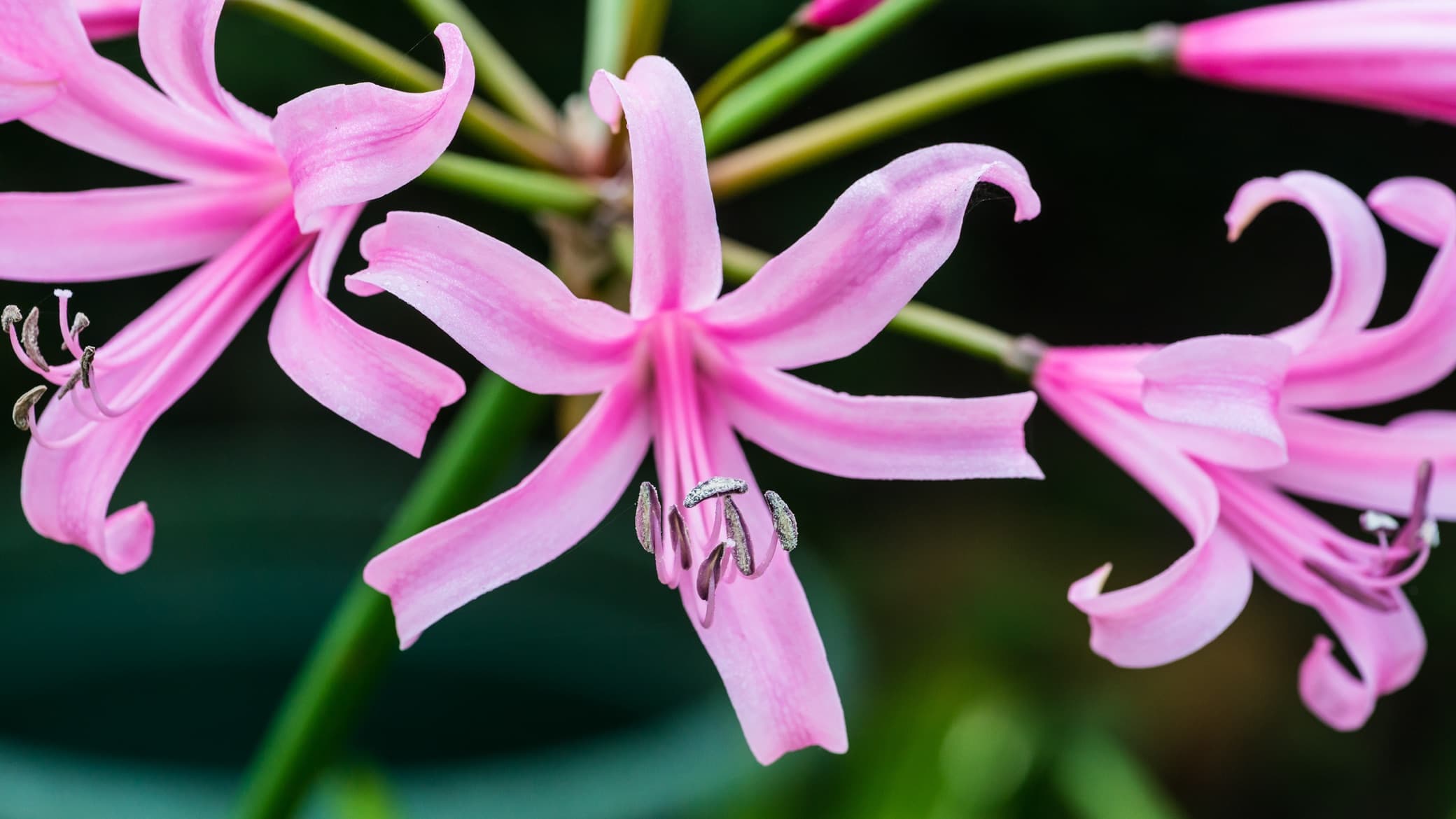 pink nerine flowers in focus