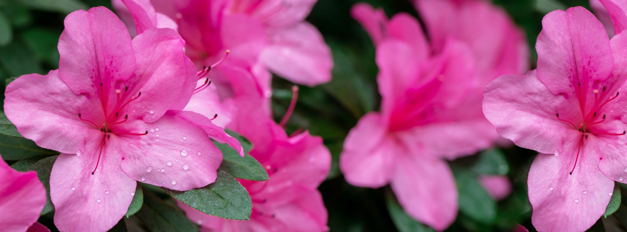 tropical pink azalea up close