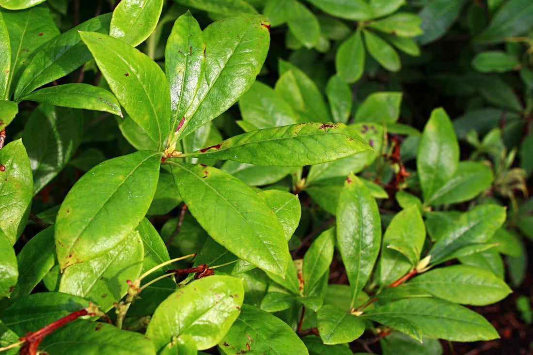 green leaves of an azalea plant growing outside