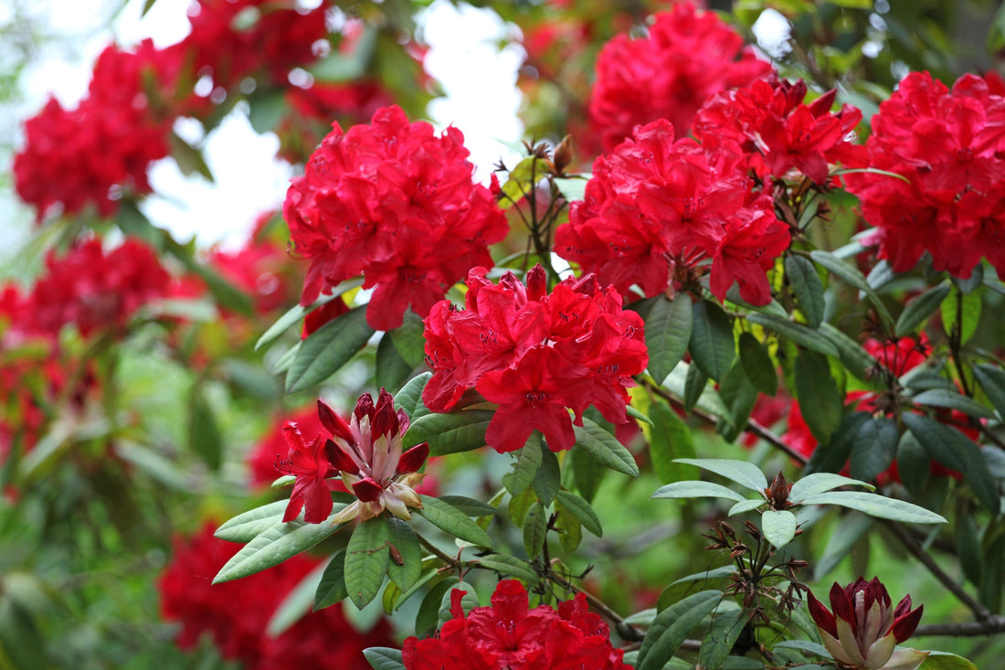 red flowering azalea shrub growing outside