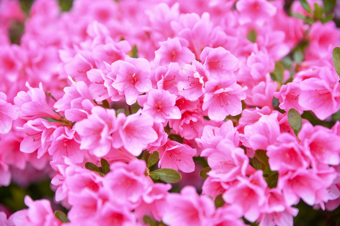 pink flowering field of azaleas growing outside